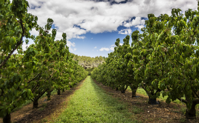 Обои картинки фото природа, деревья, трава, сад