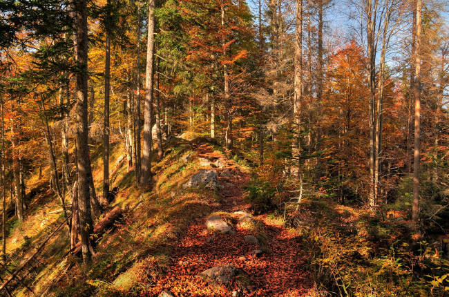 Обои картинки фото природа, лес, ель