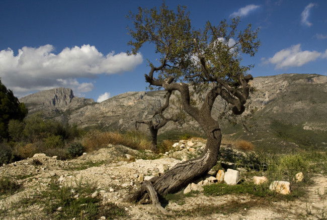 Обои картинки фото природа, деревья, горы, дерево, трава, камни