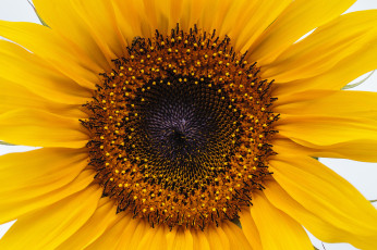 Картинка цветы подсолнухи подсолнух