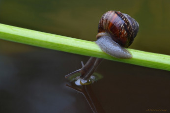 Картинка животные улитки макро вода травинка улитка