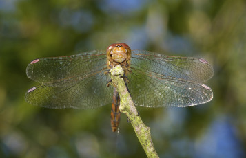 Картинка животные стрекозы макро крылья стрекоза