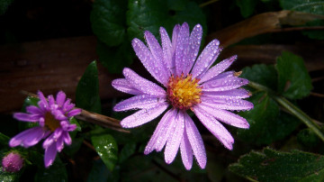 Картинка цветы утро роса цветок макро