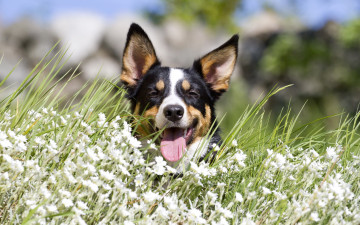 Картинка животные собаки взгляд собака