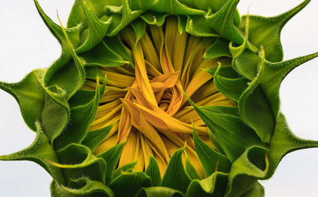 Обои картинки фото цветы, подсолнухи, подсолнух