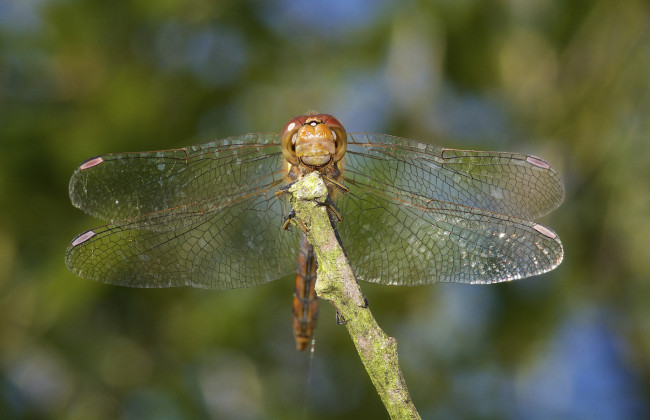 Обои картинки фото животные, стрекозы, макро, крылья, стрекоза