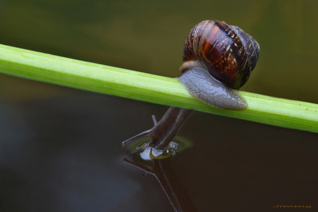 Обои картинки фото животные, улитки, макро, вода, травинка, улитка