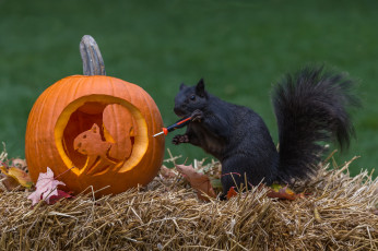 Картинка животные белки осень солома ситуация хэллоуин белка тыква