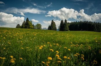 Картинка природа луга простор