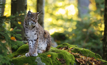 Картинка животные рыси рысь зверь хищник камни мох листья лес