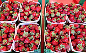 Картинка еда клубника +земляника урожай
