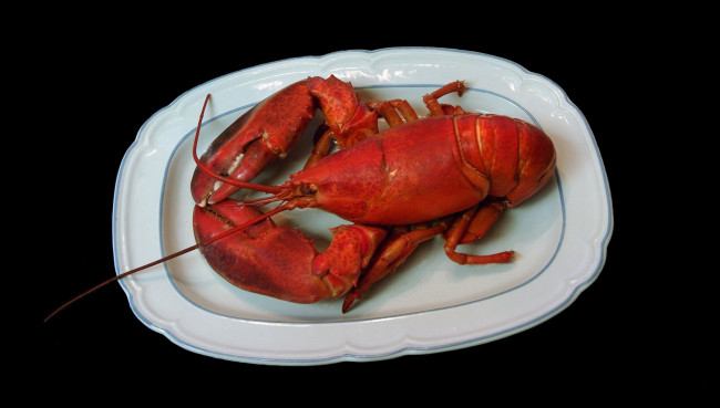 Обои картинки фото еда, рыба,  морепродукты,  суши,  роллы, омар