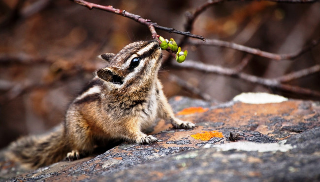 Обои картинки фото животные, бурундуки, бурундук, грызун, камень, ветки