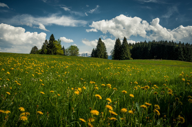 Обои картинки фото природа, луга, простор