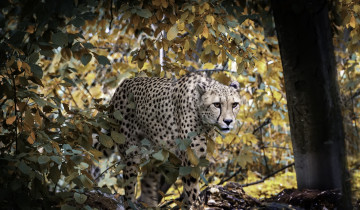 Картинка животные гепарды природа большие кошки млекопитающие хищник гепард