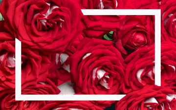 Картинка цветы розы