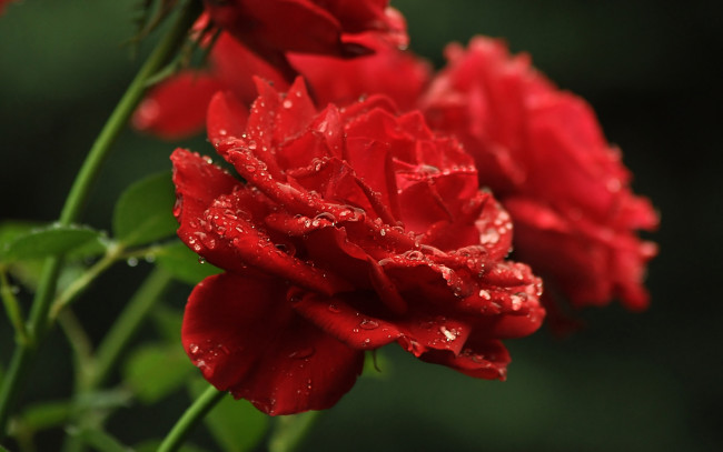 Обои картинки фото цветы, розы