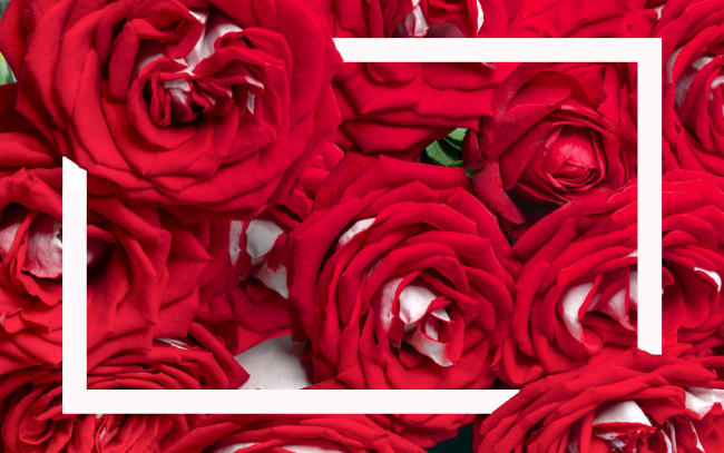 Обои картинки фото цветы, розы