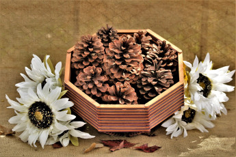 Картинка разное -+другое шишки