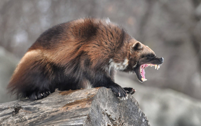 Обои картинки фото росомаха, животные, росомахи, животное, хищник, млекопитающее, куньи, опасное, мех, когти