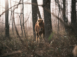 Картинка животные лошади лошадь