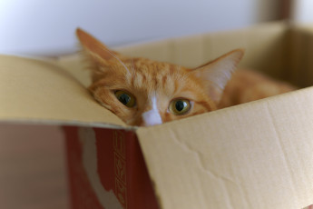 Картинка животные коты кот кошка