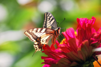 Картинка животные бабочки +мотыльки +моли цветок лето макро розовый бабочка махаон