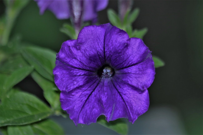 Обои картинки фото цветы, петунии,  калибрахоа, лиловая, петуния, макро