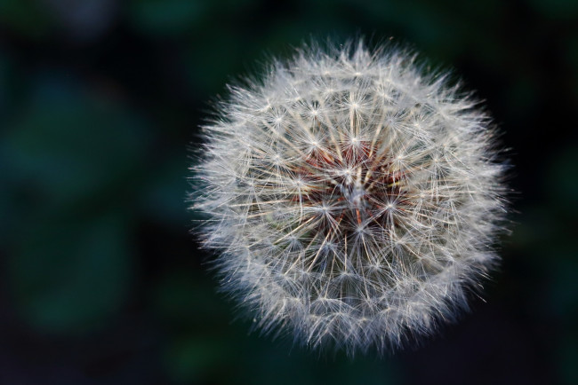 Обои картинки фото цветы, одуванчики, пушистик, макро