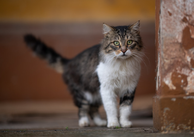 Обои картинки фото животные, коты, кот, кошка