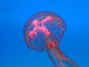 обоя животные, медузы, медуза