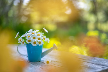 обоя цветы, ромашки