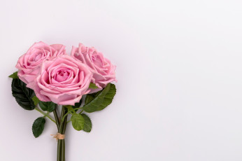 Картинка цветы розы розовые трио