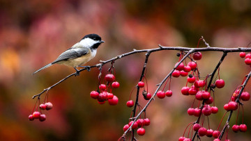 обоя животные, синицы,  лазоревки, синица, ветки, ягоды