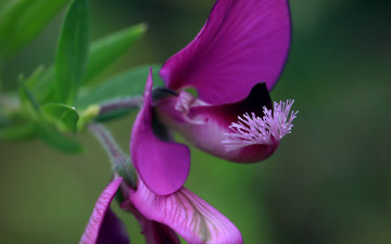 обоя истод, polygala, цветы