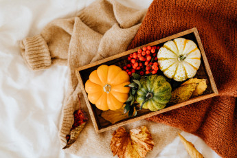 обоя еда, тыква, свитера, коробка, тыквы, ягоды, рябина, листья, осень