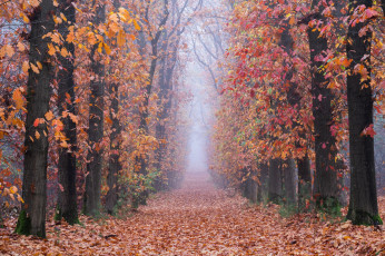 обоя природа, дороги, осень