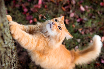 Картинка животные коты кот рыжий дерево листья осень