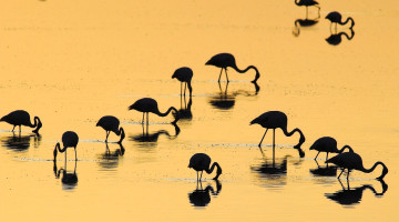 Картинка животные фламинго стая озеро