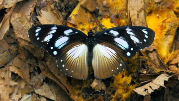 Картинка животные бабочки +мотыльки +моли бабочка листья