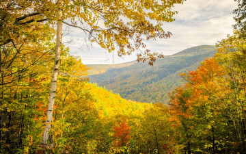 обоя природа, горы, лес, осень