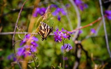 обоя животные, бабочки,  мотыльки,  моли, бабочка, цветы, трава