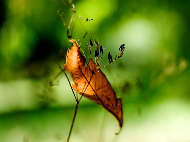 Обои картинки фото природа, листья, листок, травинка, макро