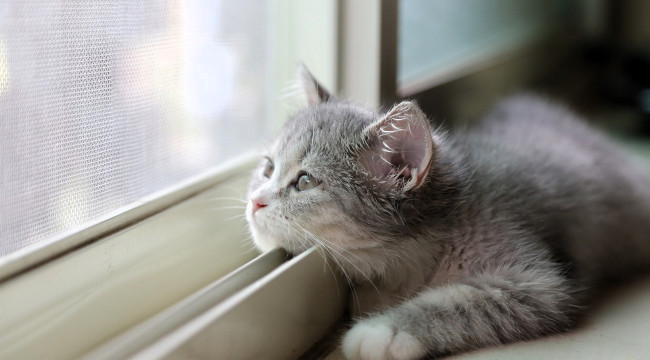 Обои картинки фото животные, коты, котенок, окно