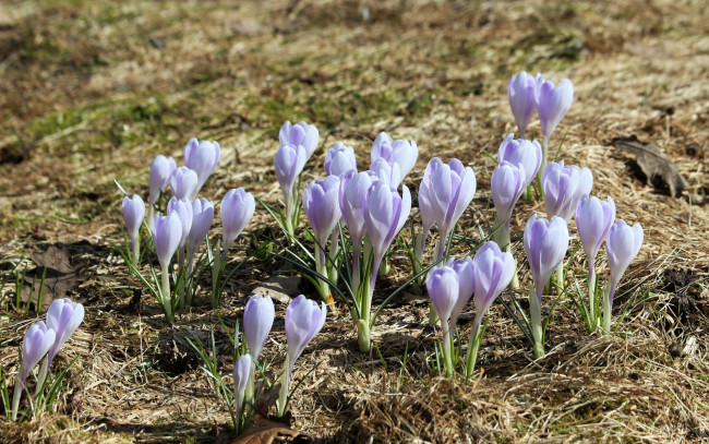 Обои картинки фото цветы, крокусы, весна, первоцветы