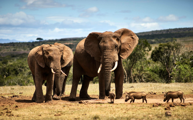 Обои картинки фото животные, разные вместе, слоны, кабаны, лужа, деревья