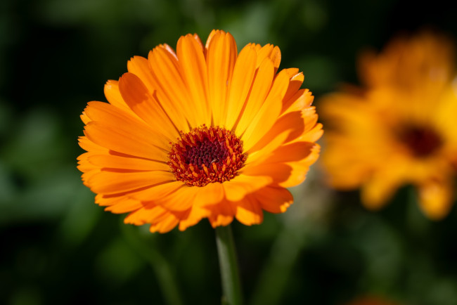 Обои картинки фото цветы, календула, оранжевая, макро