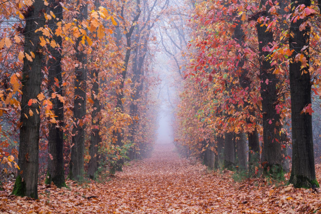 Обои картинки фото природа, дороги, осень