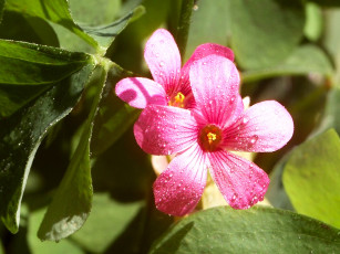 Картинка цветы