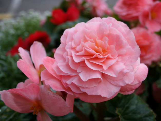 Обои картинки фото цветы, бегония